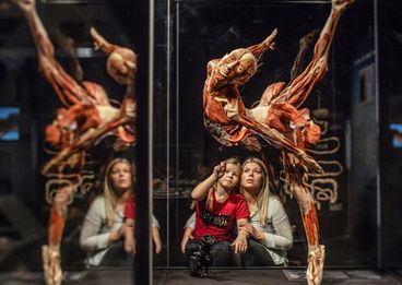 © Gunther von Hagens' KÖRPERWELTEN, Institut für Plastination, Heidelberg, www.koerperwelten.de | Foto: David Trood