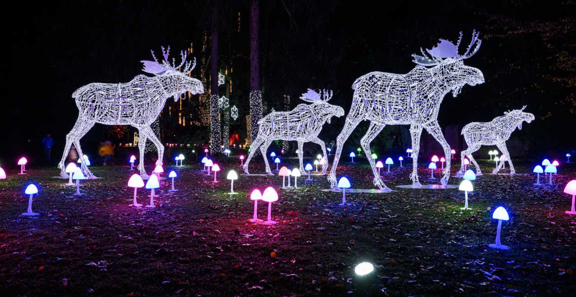 Foto: Lumagica