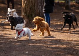 Gewinnspiel und Tipp für Hundefreund*innen: "Gemma Gassi" am 8. Oktober