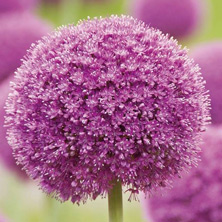 Bl&uuml;hendes &Ouml;sterreich