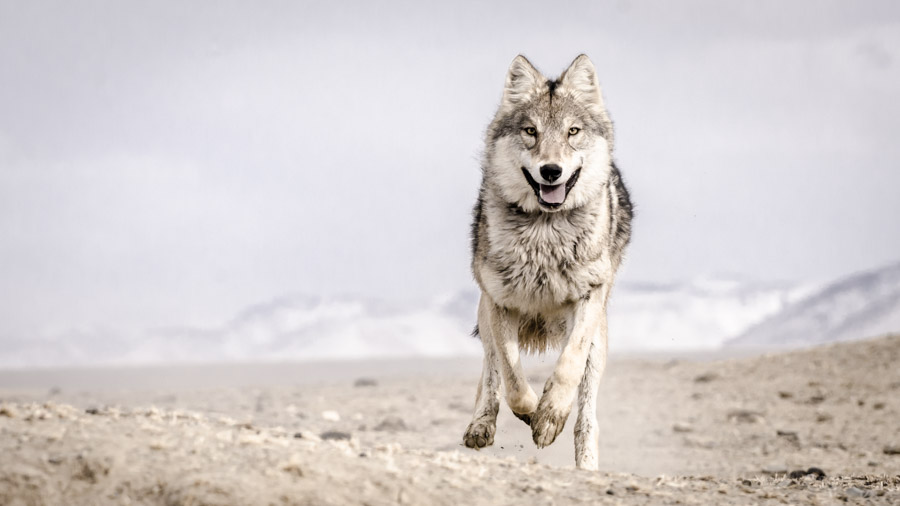 Kirgistan (&copy; Christian Bock)