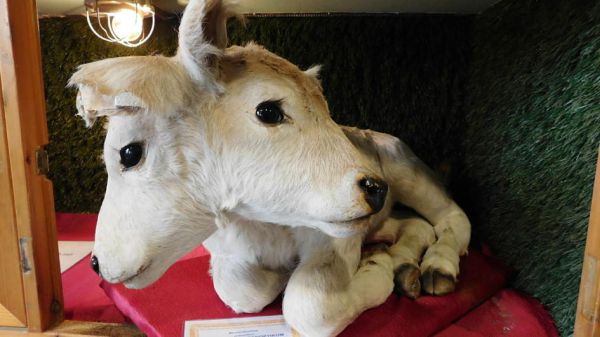 Sonder Schau Natur Wunder