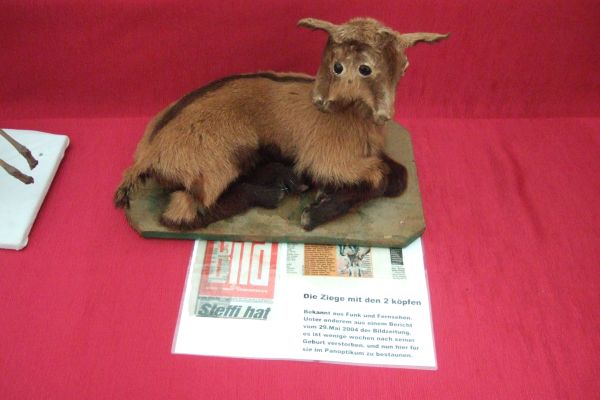 Sonder Schau Natur Wunder