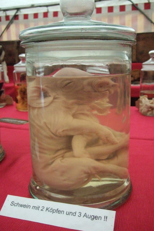 Sonder Schau Natur Wunder