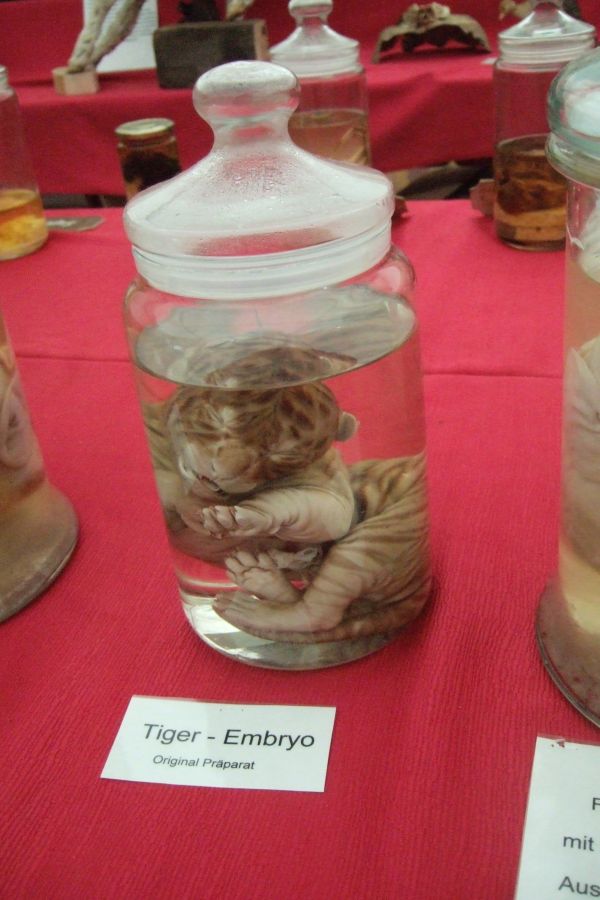 Sonder Schau Natur Wunder