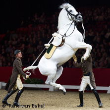 Spanische Hofreitschule