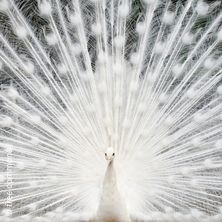 AFFINITA | Eine Soir&eacute;e in Versailles