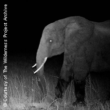 Mountainfilm Graz 2026 - Ghost Elephants