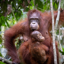 Mountainfilm Graz 2026 - Orang-Utans