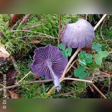 Pilze sammeln & bestimmen Lustb&uuml;hel