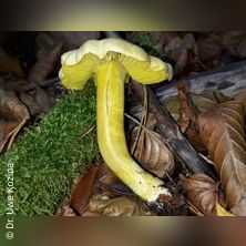 Seminar &bdquo;Pilze im Raum Graz&ldquo;